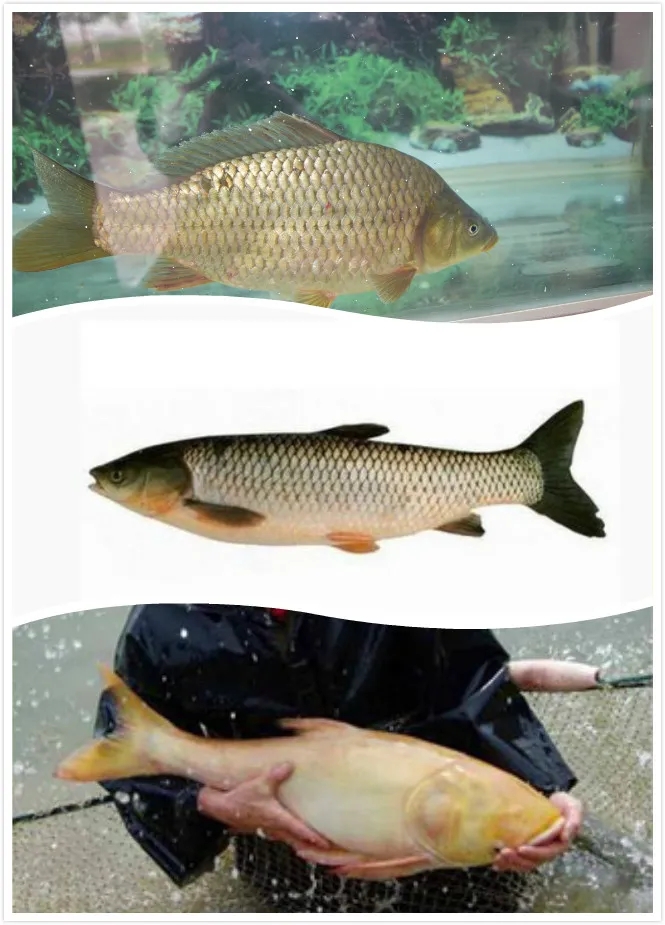 6e35f4ac215249e40887050139120f3f.jpg 6e35f4ac215249e40887050139120f3f.jpg